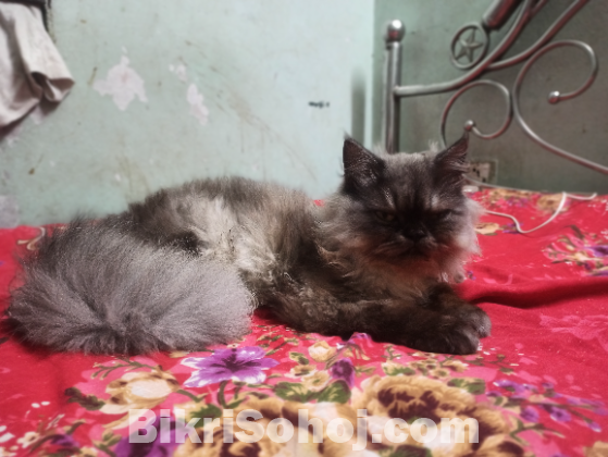 Persian Cat